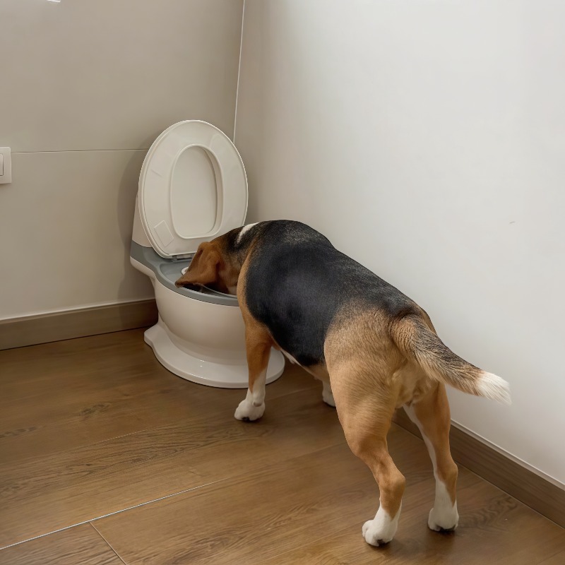 2026 New Funny Creative Shaped - Pet Feeders 评论和价格